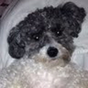 Meet your Posher, Angelina